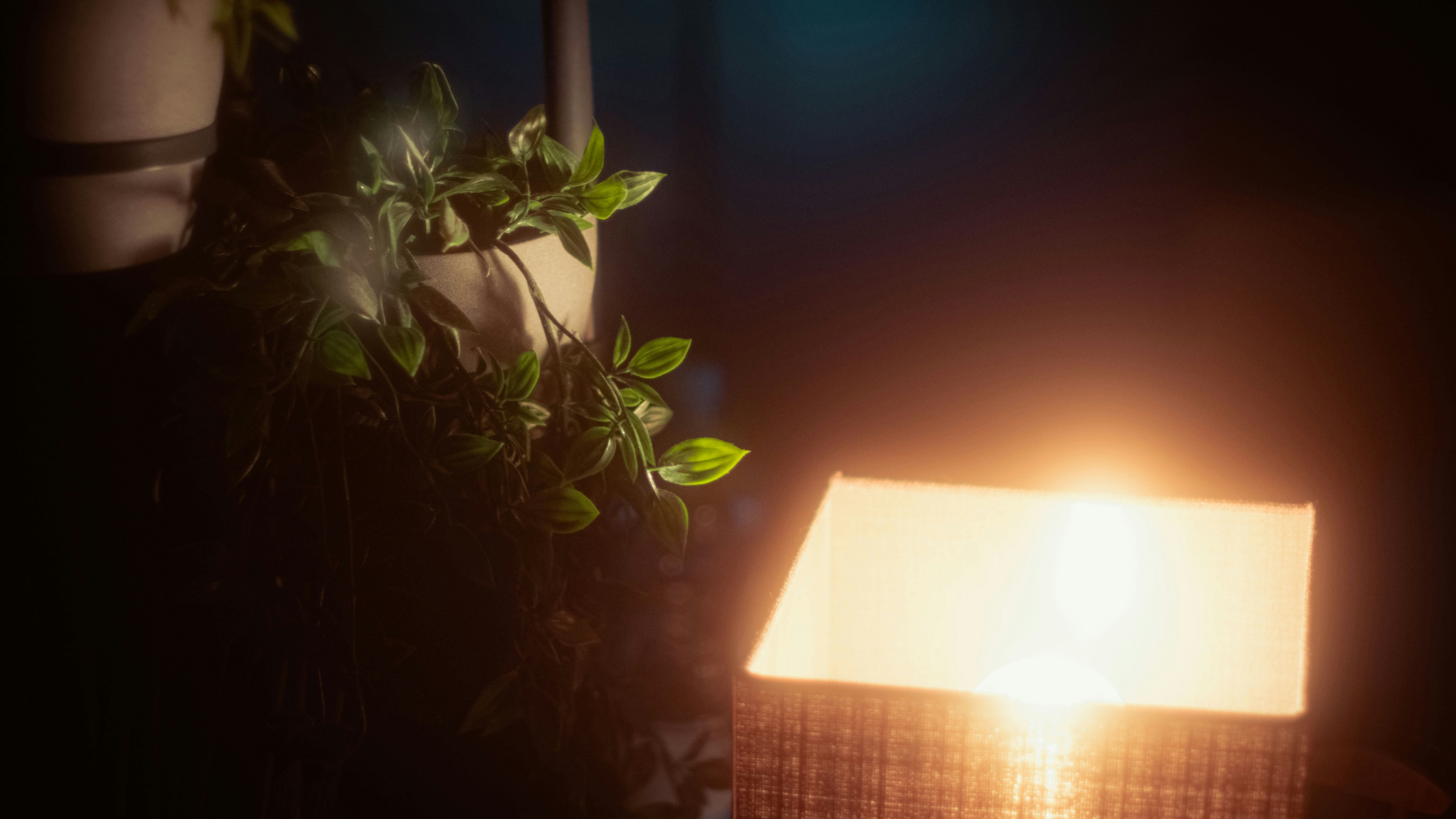 green plant beside brown table lamp